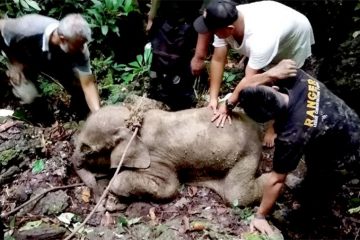 Bayi Gajah (Foto: antara)