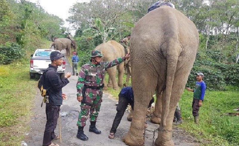 Tim Gabungan Giring Gajah Liar Dari Pemukiman Warga di Bener Meriah