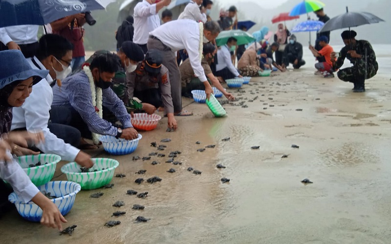General Manager PLN Unit Induk Wilayah Aceh, Abdul Mukhlis, melakukan pelepasan terhadap 370 Ekor anak penyu (tukik) berspesies belimbing dan lekang, yang dilakukan secara simbolis di kawasan konservasi pantai, di Pasie Jalang Desa Lampaya, Kecamatan Lhoknga Aceh Besar, Senin, (29/3/2021). (Foto: Nukilan.id/Irfan)