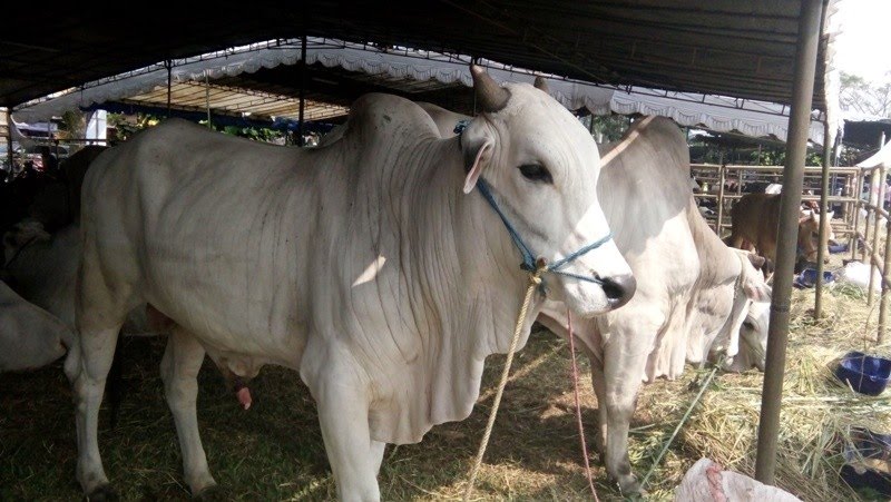 Jelang Ramadhan, Pemko Banda Aceh Sediakan Ratusan Ekor Sapi