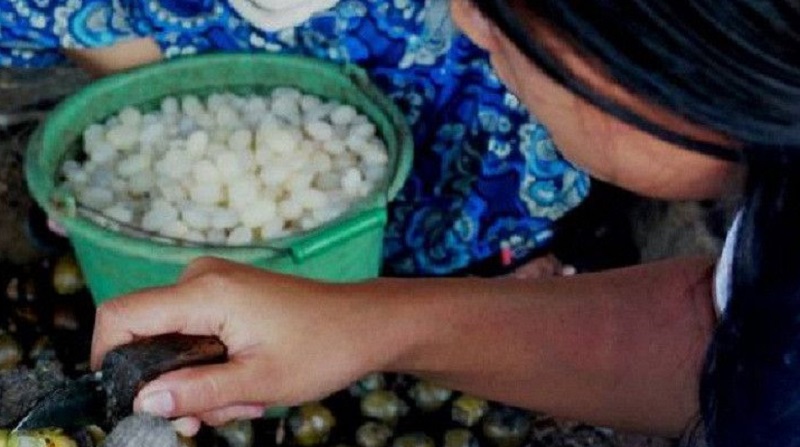 Jelang Ramadhan, Warga Aceh Tengah Bertani Kolang-Kaling