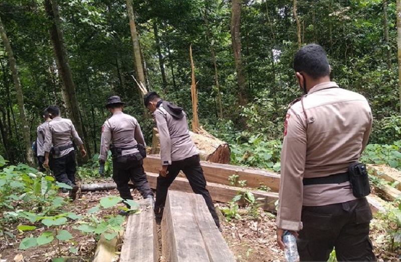 Polisi melewati tumpukan kayu diduga hasil penebangan ilegal di kawasan Gunung Seulawah, Gampong Lamteuba, Aceh Besar, Sabtu (26/9/2020). Antara Aceh/M Haris SA