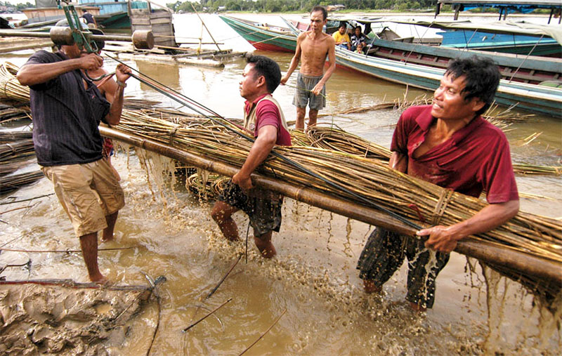 Foto: forestdigest