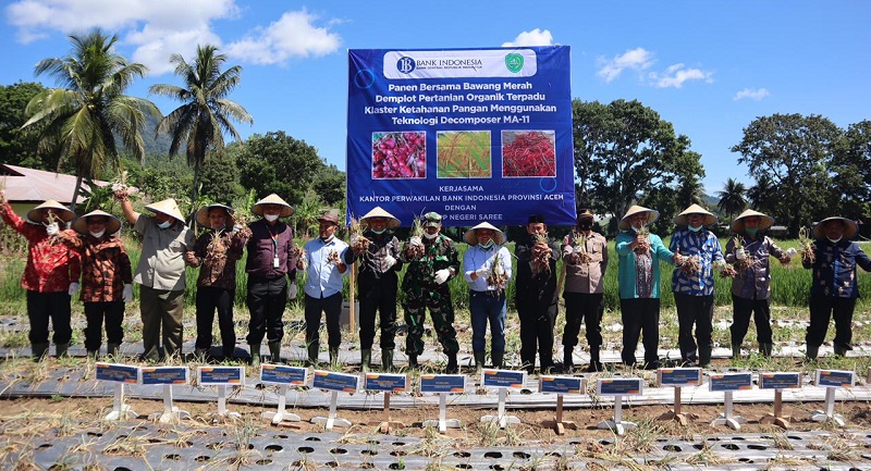 Panen Bawang Merah Organik Program Integrated Farming BI Aceh dengan Teknologi Dekomposer MA-11 di SMK PP Negeri Saree. (Foto: Dok. Ist)