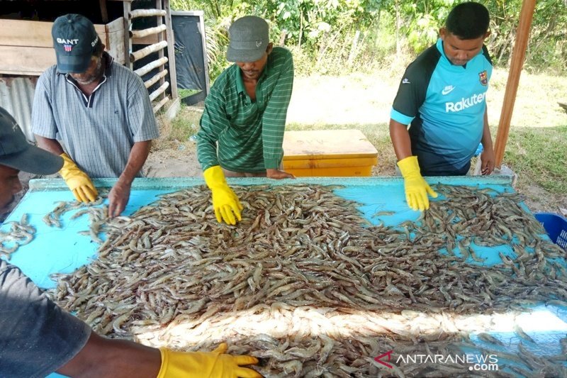 Udang Vaname Hasil Budi Daya di Aceh Barat Diminati Pasar Internasional