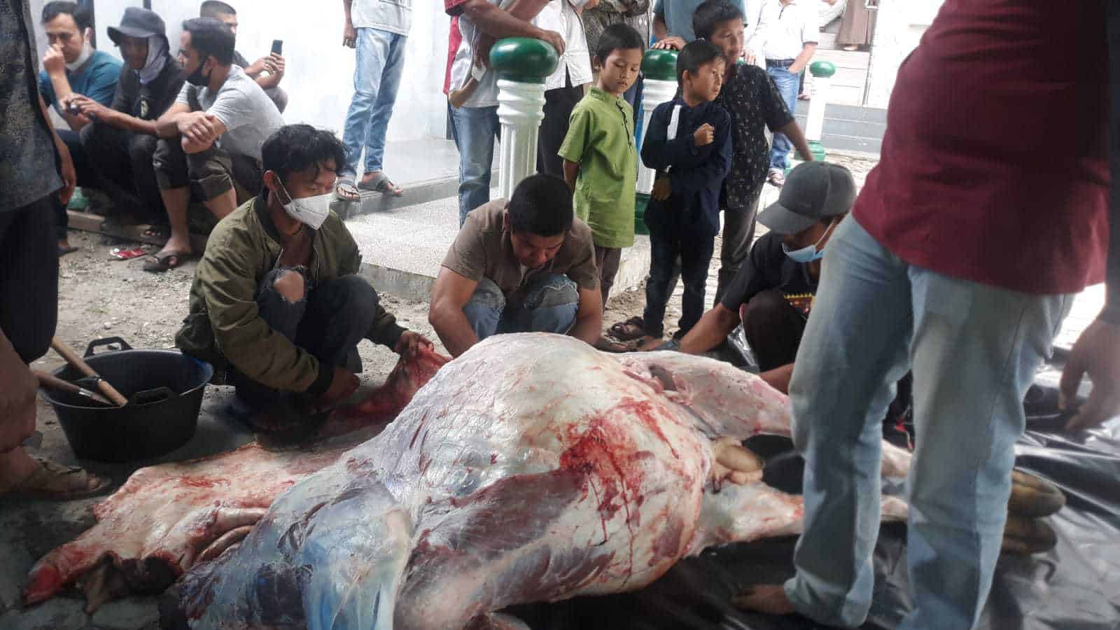 Blang Kolak 1 Takengon Qurban 10 Ekor Kerbau, 6 Sapi dan 6 Kambing