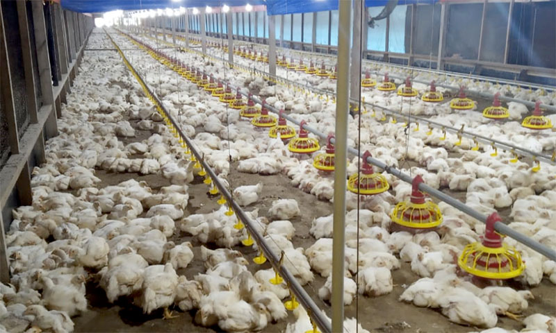 Ayam Broiler Aceh Jaya. (foto: Ist.)