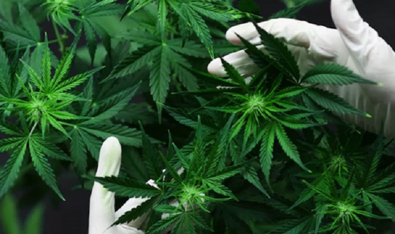 Ilustrasi Ganja. (Shutterstock)