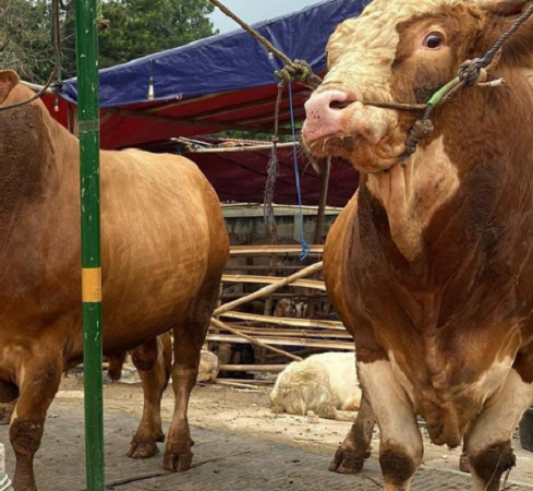 Iluatrasi Sapi. (Foto:Instagram @raffinagita1717)