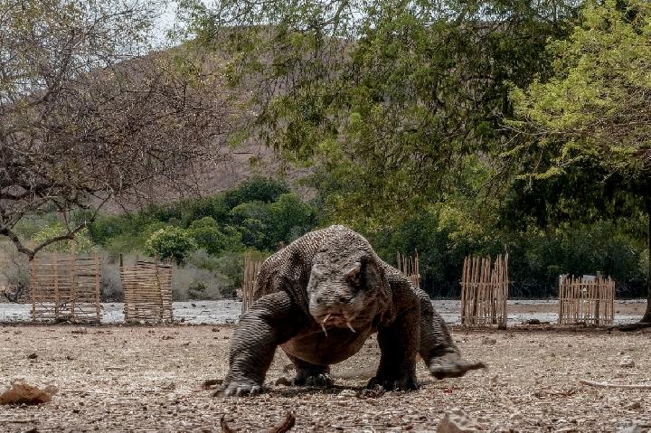 UNESCO Minta Indonesia Hentikan Sementara Proyek di Taman Nasional Komodo