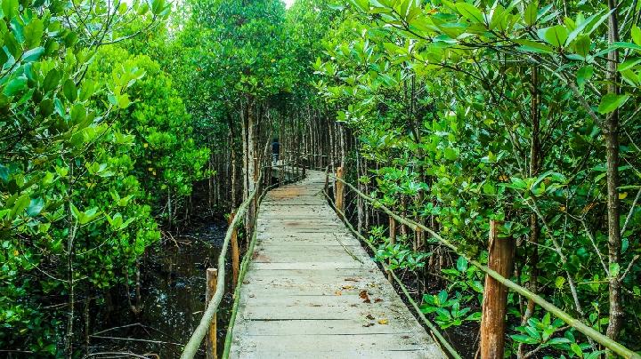 5 Wisata Hutan Mangrove di Indonesia