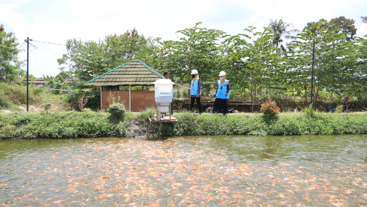 Electrifying Agriculture PLN Berhasil Dongkrak Produktivitas Budidaya Ikan Nila di Kalasan