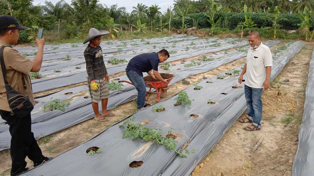 Blusukan ke Kebun, Ketua Pemuda Tani HKTI Dengar Keluhan Kelompok Tani Rumpun Bambu