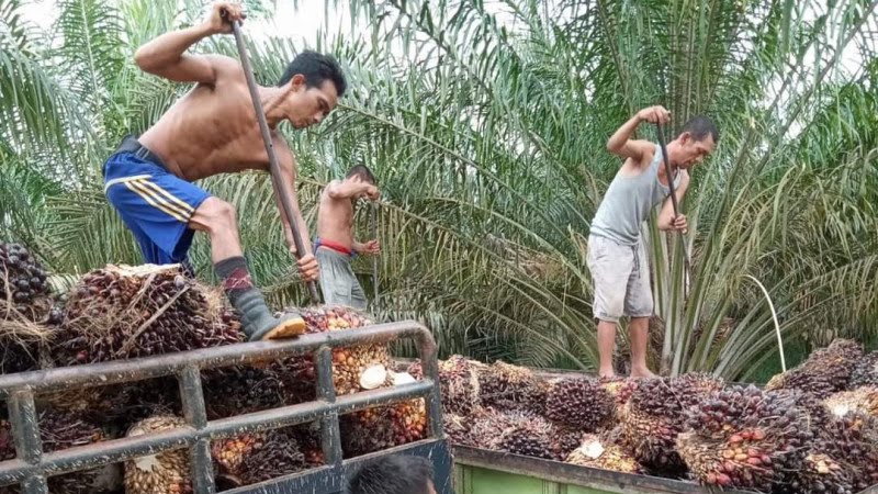 Harga TBS Sawit Tembus Rp2 Ribu/Kg di Abdya