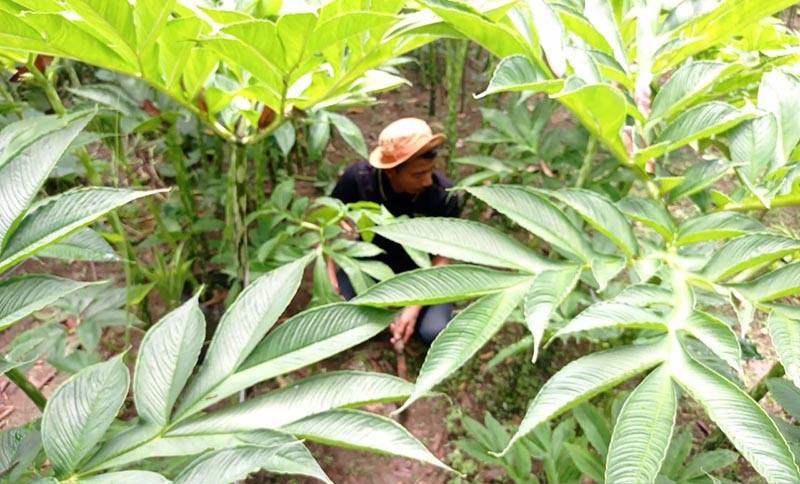 Petani porang membersihkan lahan di Aceh Tamiang, Rabu (29/9/2021). ANTARA/Dede Harison.