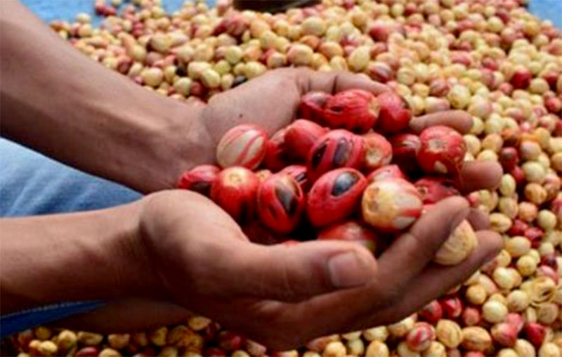 Buah Pala. (Foto: Antara)