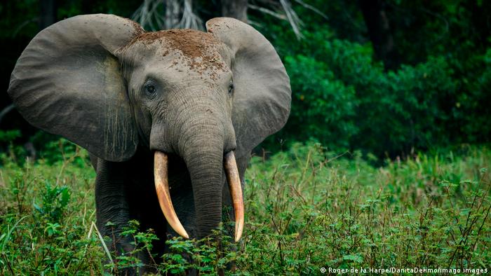 Gajah hutan Afrika dan ribuan spesies hewan lainnya bisa punah dalam beberapa tahun mendatang, kata WWF