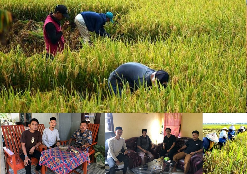 Merosotnya Hasil Panen Padi di Labuhanhaji Barat