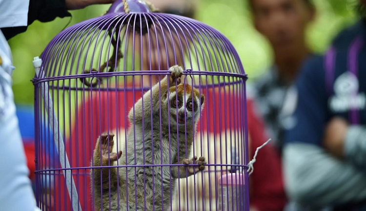Petugas Badan Konservasi Alam Indonesia (BKSDA) bersiap untuk melepaskan Kukang Sumatra (Nycticebus coucang) di kawasan hutan Aceh Besar, Aceh, Kamis (1/8/2019). BKSDA Aceh melepasliarkan dua ekor satwa langka dan lindungi yakni Kukang Sumatra dan elang laut dada putih. (CHAIDEER MAHYUDDIN/AFP)