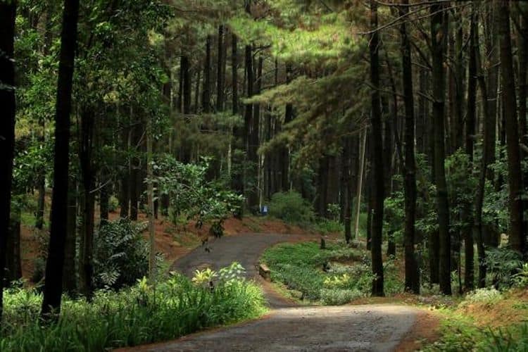 Hutan pinus di Taman Wisata Alam Gunung Pancar, Bogor. (Kristianto Purnomo/Kompas.com)