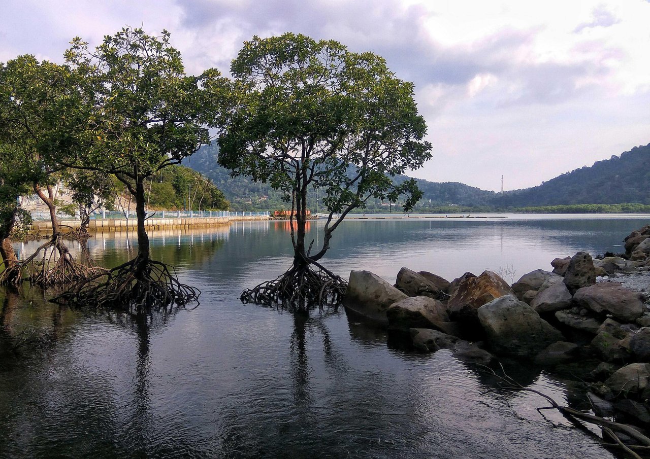 Wisata Hutan Mangrove Teluk Sabang, Pulau Weh. (Foto: steemit.com)
