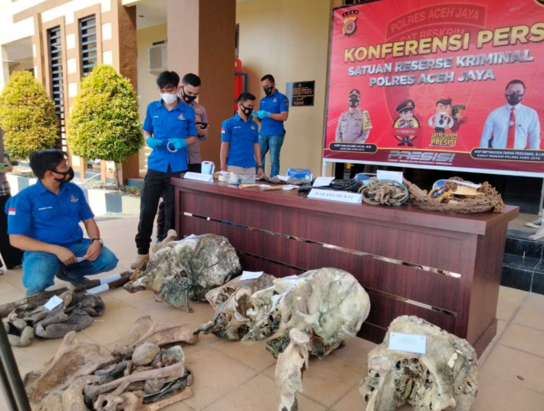 Tengkorak gajah sumatera dan tulang belulang barang bukti perburuan gajah di Aceh Jaya saat rilis perkara oleh Kepolisian Resor Aceh Jaya, Aceh, September 2021. Sebanyak 11 orang ditetapkan sebagai tersangka.