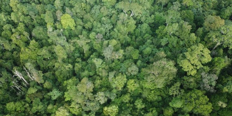 Suasana hutan hujan di salah satu sudut Kawasan Ekosistem Leuser (KEL) di Subulussalam, Aceh. (Foto: Zamzami/Aspek.id)