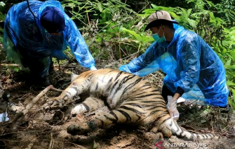 2021, Konflik Satwa Liar dengan Manusia di Aceh Masih Jadi Sorotan