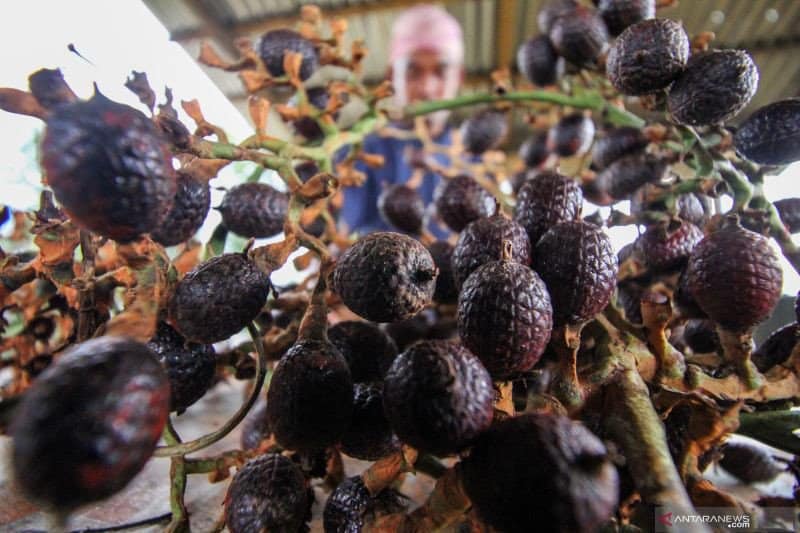 Petani memisahkan buah jernang yang dipanen di perkebunan Jabal Antara, Aceh Utara, Aceh, Rabu (10/3/2021). Foto: ANTARA FOTO/Rahmad/rwa.