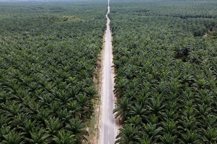Foto: Donny Fernando/National Geographic Indonesia