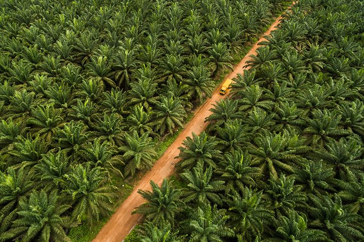 Ilustrasi kebun kelapa sawit terbesar di Indonesia. Perkebunan kelapa sawit terbesar di Indonesia terdapat di Pulau Sumatera dan Kalimantan. (Sinar Mas Agribusiness and Food)