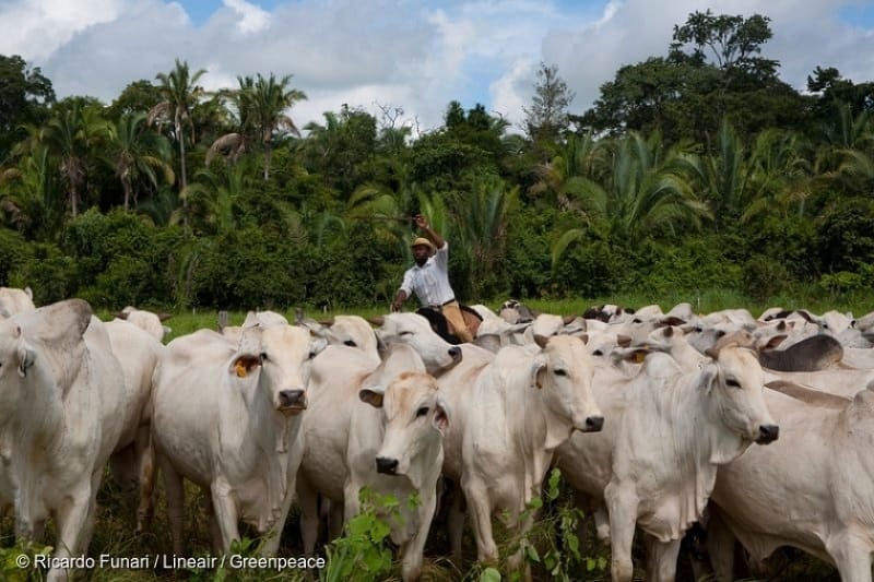 Ilustrasi (Foto: Ricardo Funari/Lineair/Greennpeace)