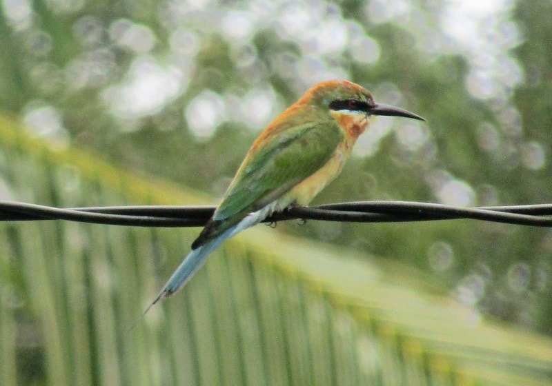 Burung kirik-kirik laut saat bertengger di kabel listrik. Selain memiliki karakter warna bulu yang terlihat cerah dan indah, warna bulunya juga beragam. Foto: Falahi Mubarok/Mongabay Indonesia