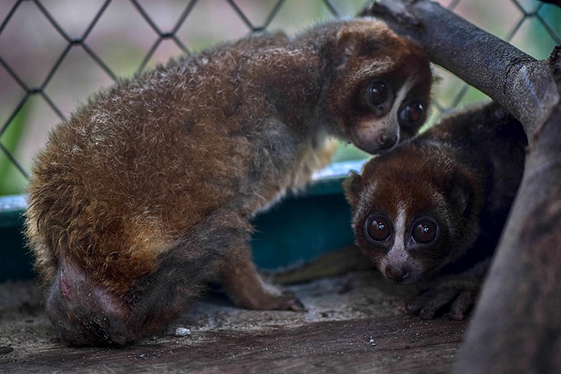 Kukang bangka (Nycticebus bancanus) yang berada di PPS Alobi, Bangka, Kepualauan Bangka Belitung. (Foto: Nopri Ismi/Mongabay Indonesia)