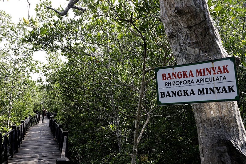 Wisata mangrove di Kota Langsa digiatkan untuk menjaga mangrove dari kerusakan dan meningkatkan perekonomian masyarakat sekitar. Foto: Junaidi Hanafiah/MongabayIndonesia