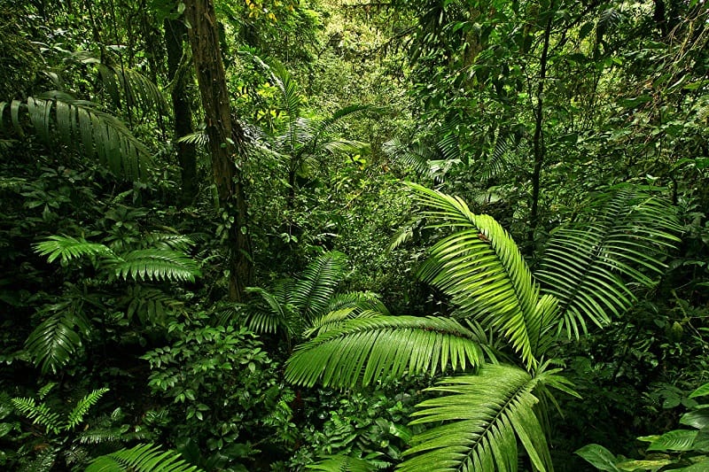 Ilustrasi Hutan (Foto: 1Zoom)