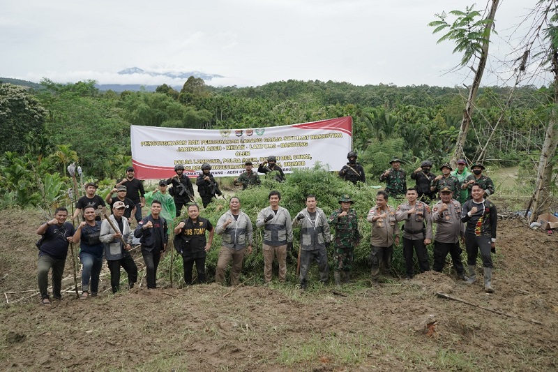 Personel Gabungan Ditresnarkoba Polda Lampung, Ditresnarkoba Polda Aceh, Polres Lhokseumawe, Detasemen B Brimob, Kanwil Bea Cukai, dan Kodim 0103 Aceh Utara menemukan 6,26 Hektar ladang ganja di Desa Lhok Drien, Kecamatan Sawang, Kabupaten Aceh Utara, Provinsi Aceh. (Foto: Dok. Polda Aceh)