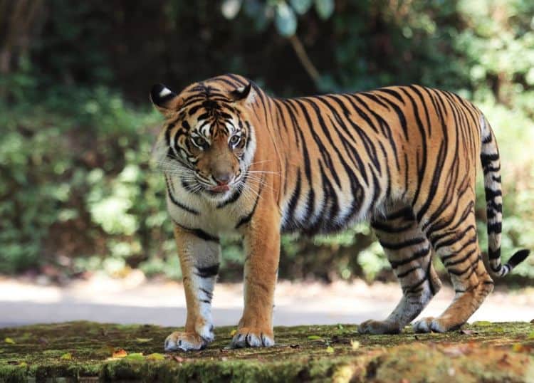 Harimau sumatra. (Foto: canva.com)