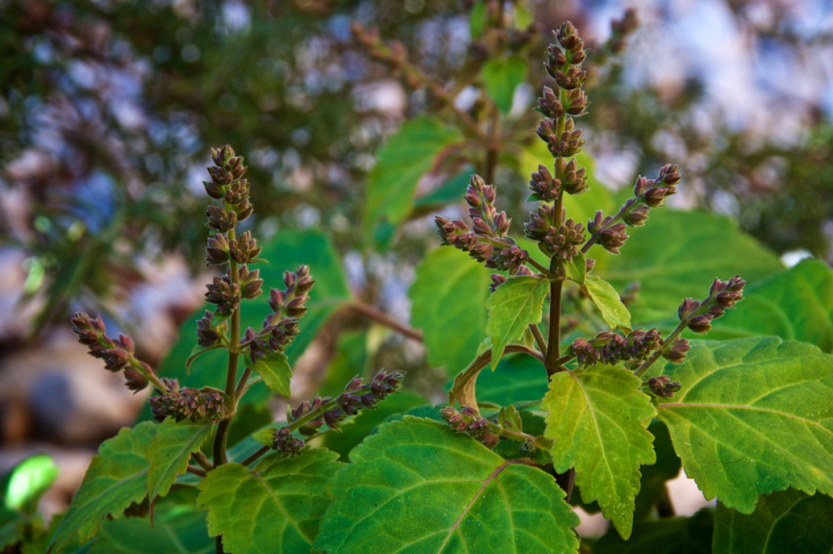 Tanaman nilam © Stephen Orsillo Shutterstock