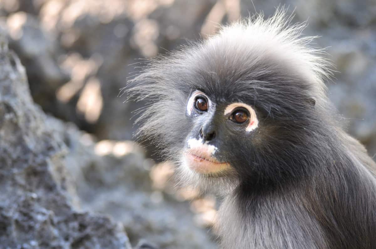 Surili Sumatra © Kaban-Sila Shutterstock