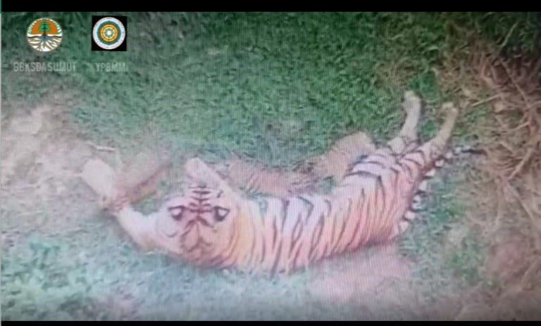 Gadis dengan ketiga anaknya yang baru lahir (Foto: ksdae.menlhk.go.id)