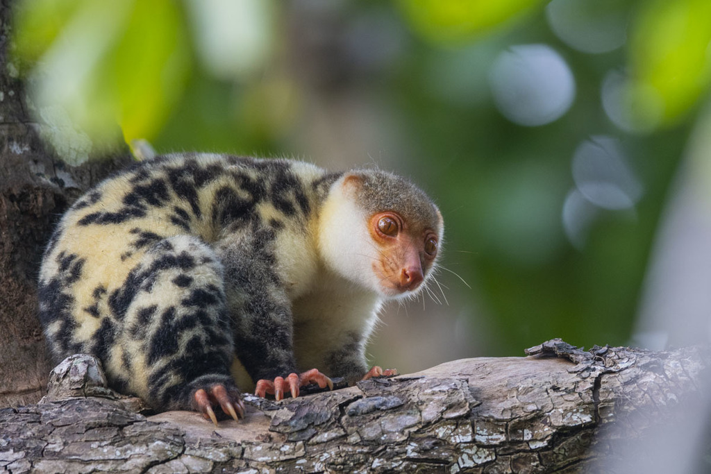 Kuskus Waigeo | Ben Tsai/inaturalist.org