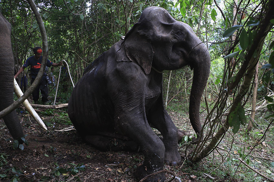 Gajah betina liar yang terluka dan kurus ini ditemukan di Kabupaten Aceh Besar, pada 2018 lalu. Foto: Junaidi Hanafiah/Mongabay Indonesia