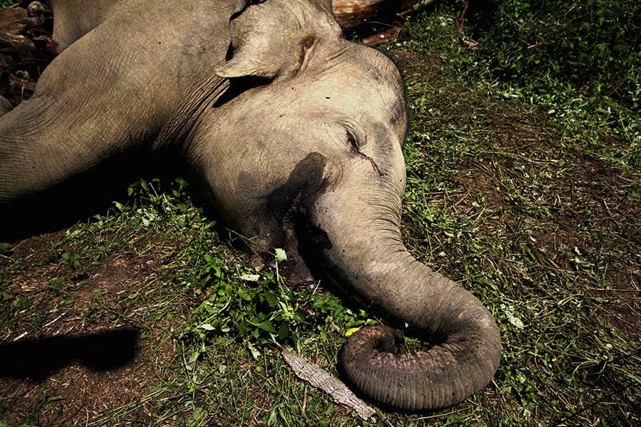 Gajah sumatera yang mati akibat tersengat aliran listrik tegangan tinggi yang sengaja dipasang masyarakat di Desa Seumanah Jaya, Kecamatan Ranto Peureulak, Kabupaten Aceh Timur, Aceh, tahun 2017 lalu. Foto: Junaidi Hanafiah/Mongabay Indonesia