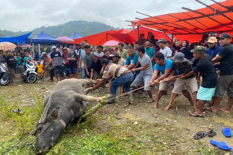 Puluhan lelaki sedang bergotong royong untuk memegang ikatan kerbau agar bisa disembelih dalam prosesi tradisi Bebantai dalam menyambut bulan suci Ramadhan, Sabtu (10/4/2021)(KOMPAS.com/SUWANDI)