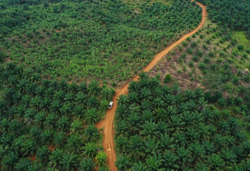 Foto udara hutan lindung Desa Anak Talang di Riau, yang ditanami sawit. (Foto: Betahita/Robby)