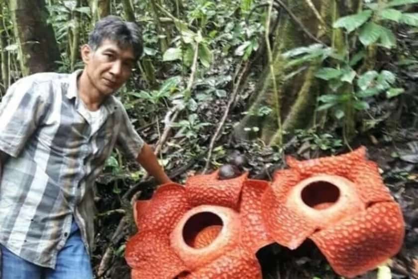 Bunga Raflesia./Foto: Antarasumbar/HO-Dok Joni Hartono