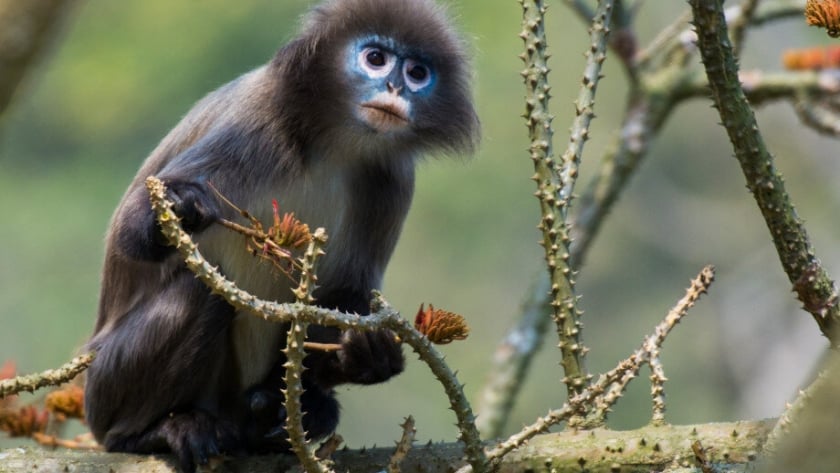 Monyet daun Phayre dideskripsikan ulang dari sub-spesies menjadi spesies pada tahun 2020. Sekarang diklasifikasikan sebagai terancam punah dalam Daftar Merah IUCN dan menghadapi kepunahan./Foto: Ezaz ahmed Evan/Shutterstock