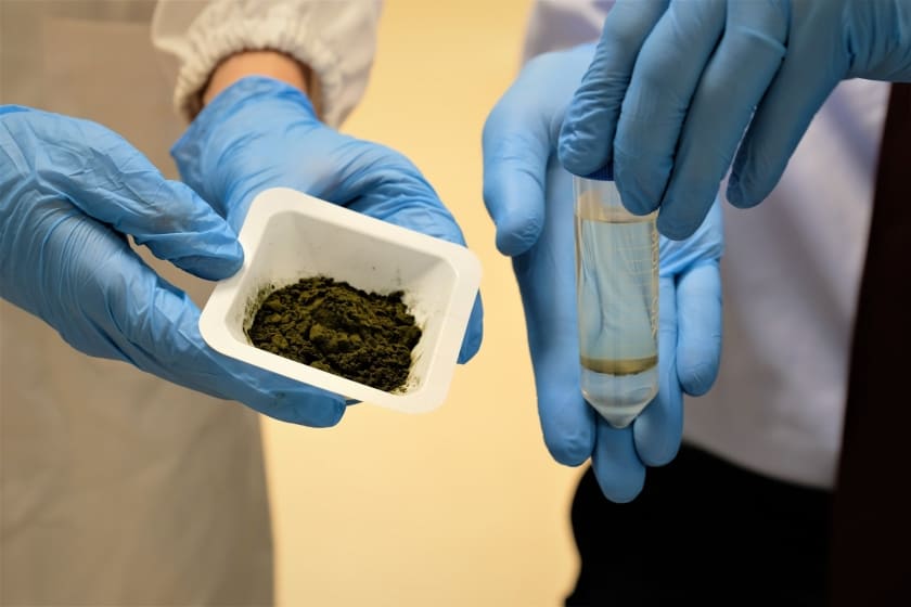 Mikroalga bubuk yang telah dicuci, dikeringkan, dan diolah dengan metanol oleh peneliti NTU, dengan botol minyak yang dihasilkan dari mikroalga di sebelah kanan. (Foto: Universitas Teknologi Nanyang)