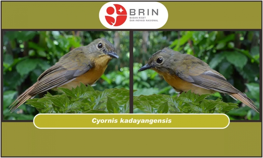 Cyornis kadayangensis atau sikatan kadayang./Foto: BRIN